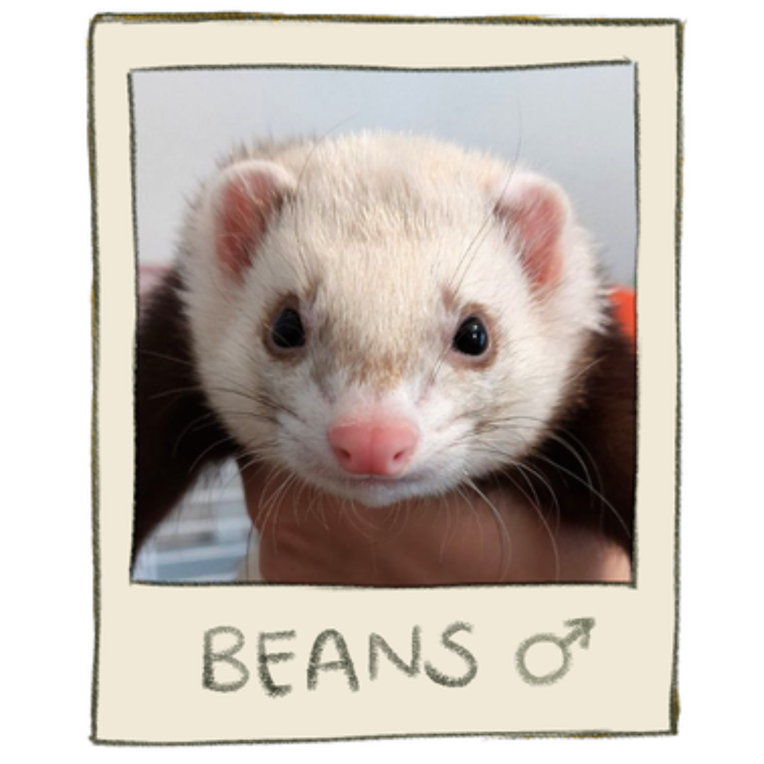 Beans The Brave Plushie